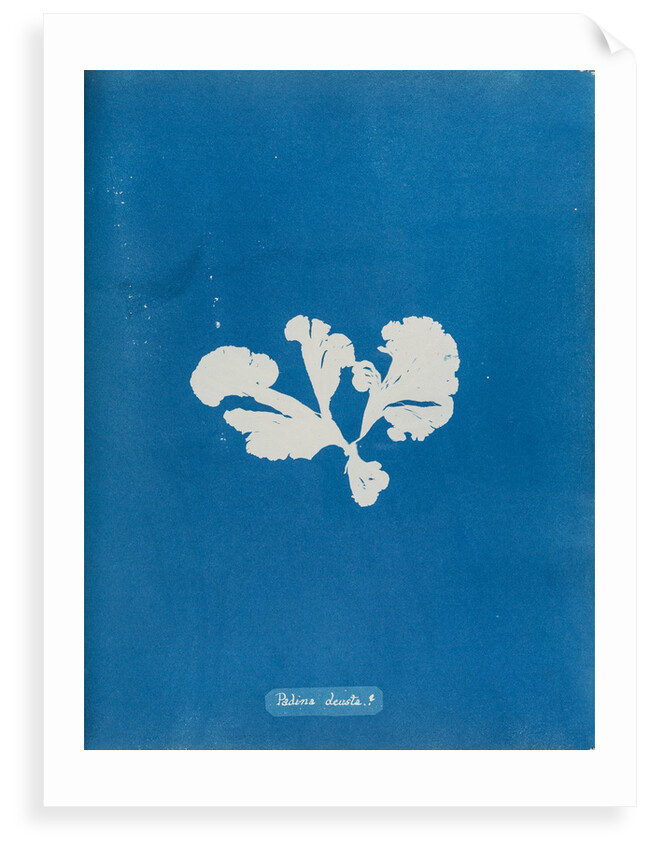 Padina devista by Anna Atkins