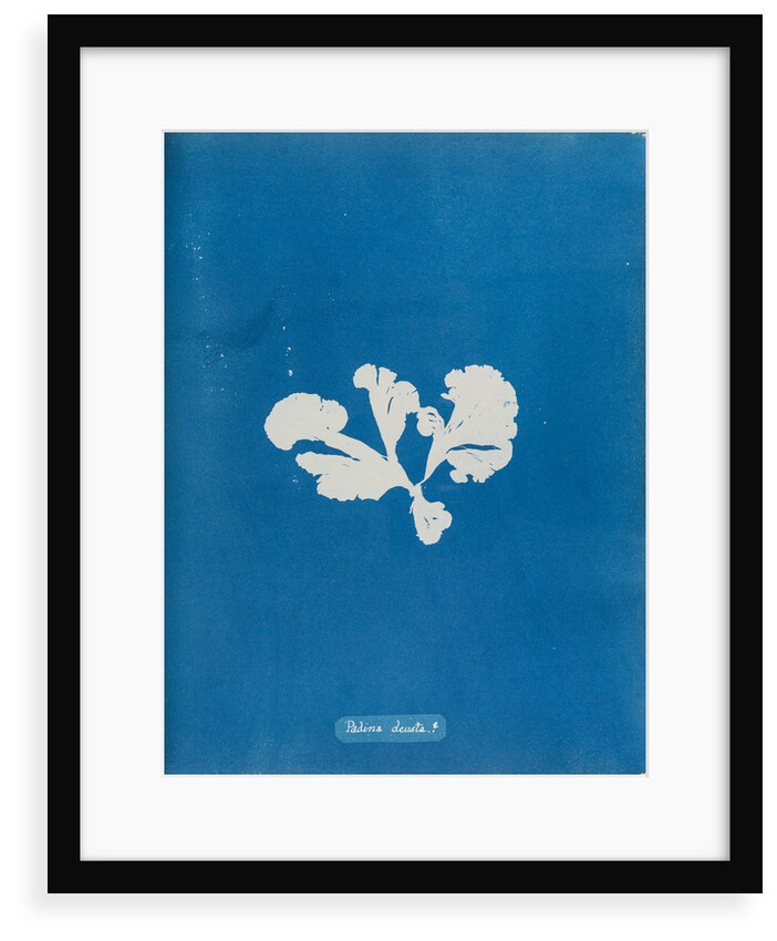 Padina devista by Anna Atkins