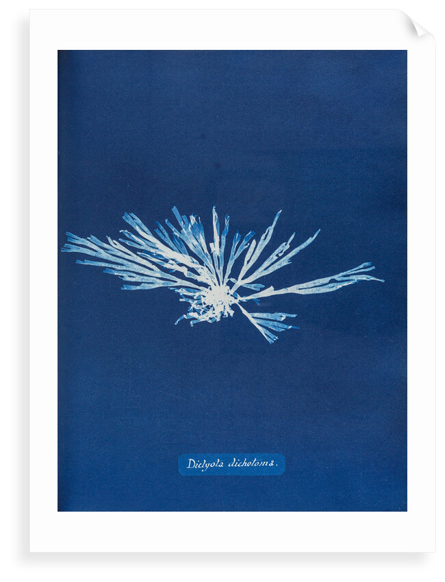 Dictyota dichotoma by Anna Atkins