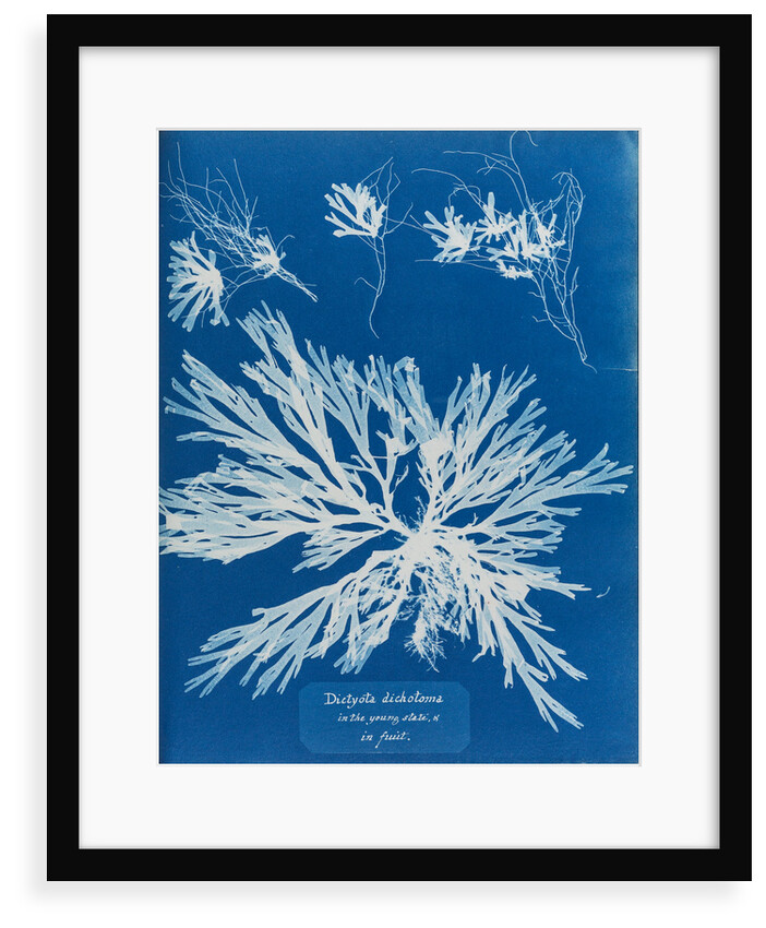 Dictyota dichotoma by Anna Atkins
