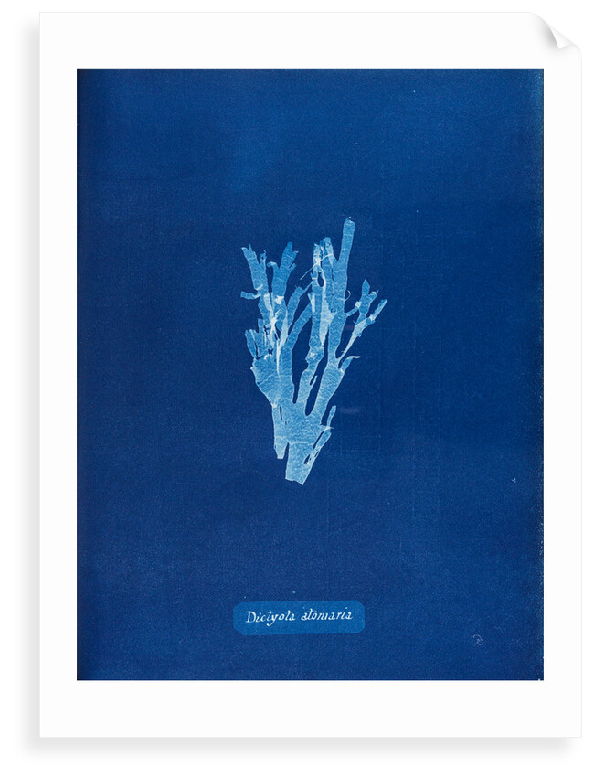 Dotted peacock weed by Anna Atkins
