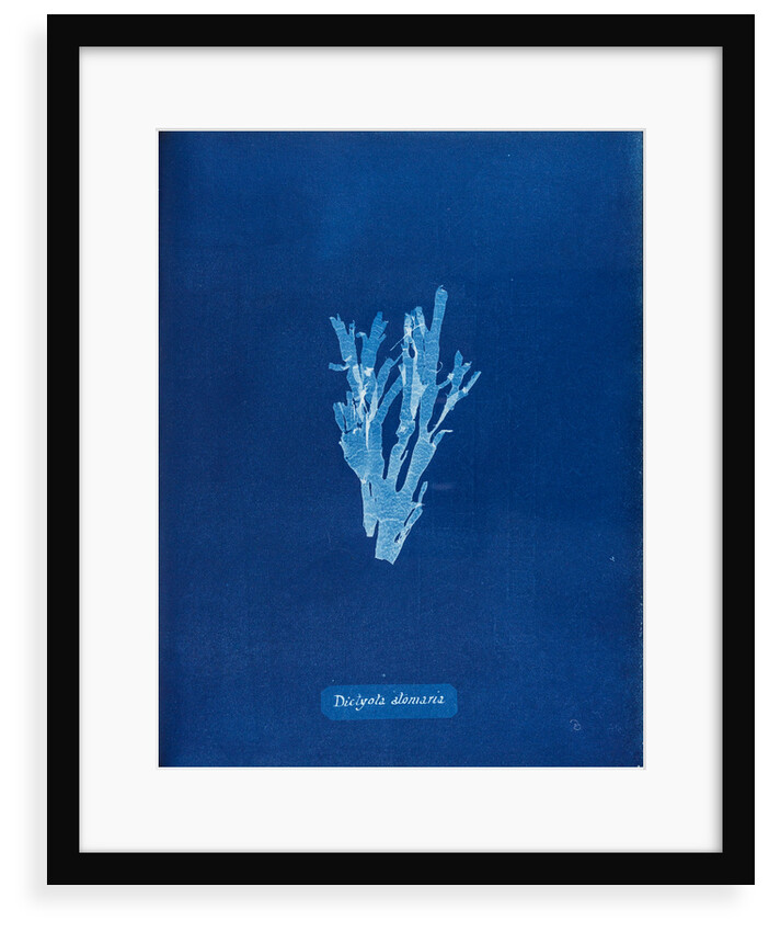 Dotted peacock weed by Anna Atkins