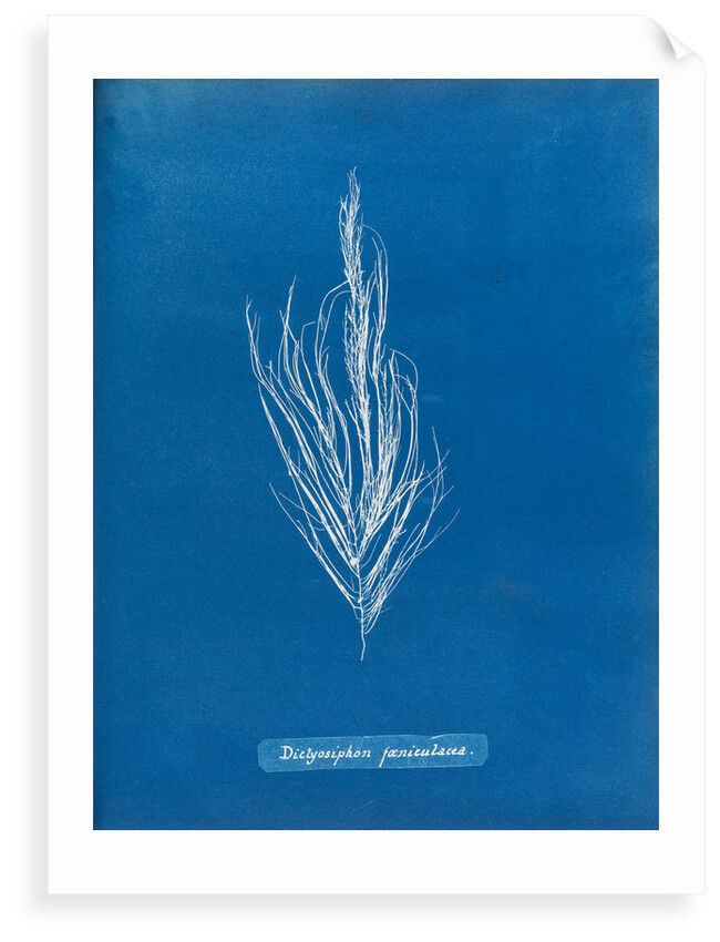 Dictyosiphon faniculacca by Anna Atkins