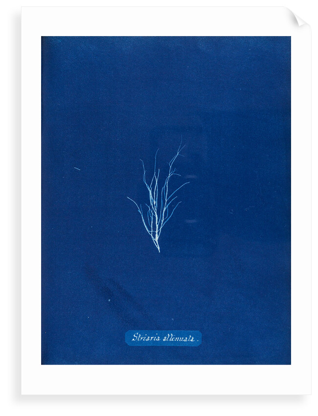 Stiatia attenuata by Anna Atkins