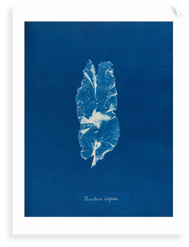 Punctaria latifolia by Anna Atkins