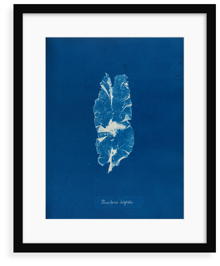 Punctaria latifolia by Anna Atkins