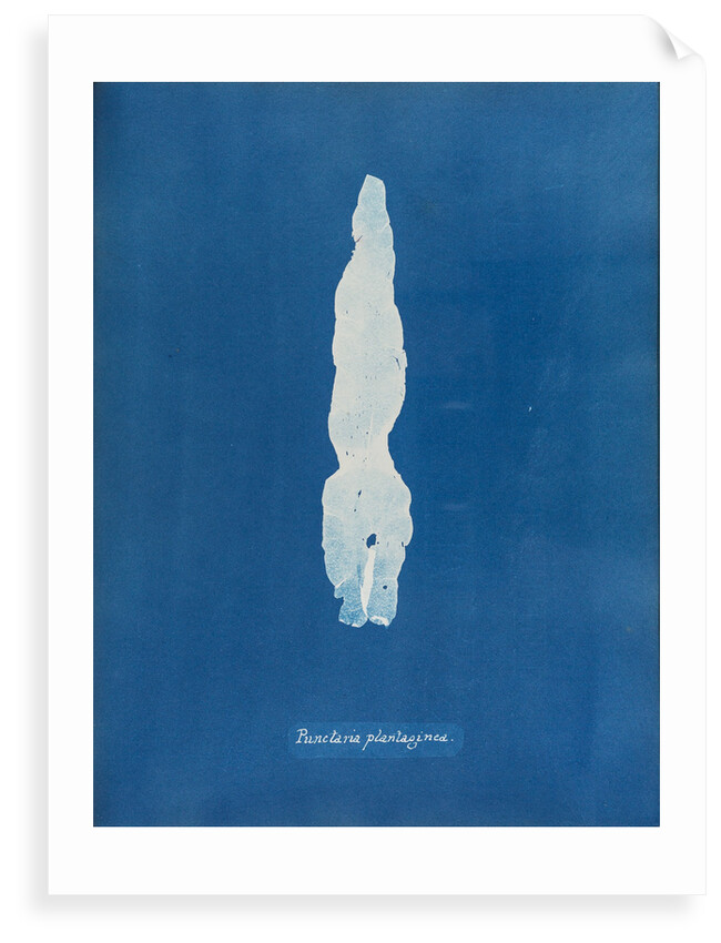 Puntaria plantagine by Anna Atkins