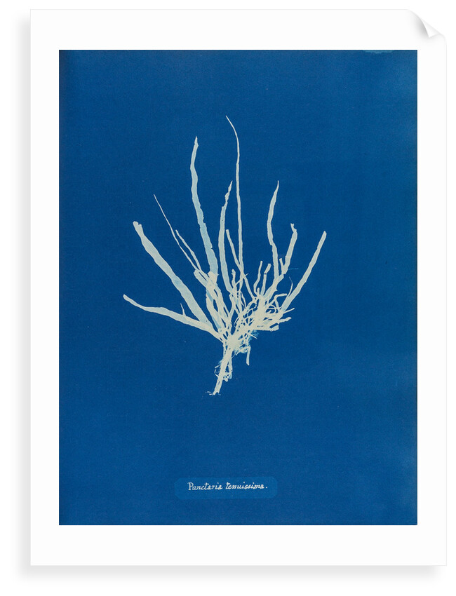 Punctaria tenuissima by Anna Atkins