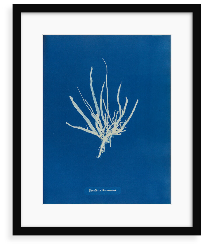 Punctaria tenuissima by Anna Atkins