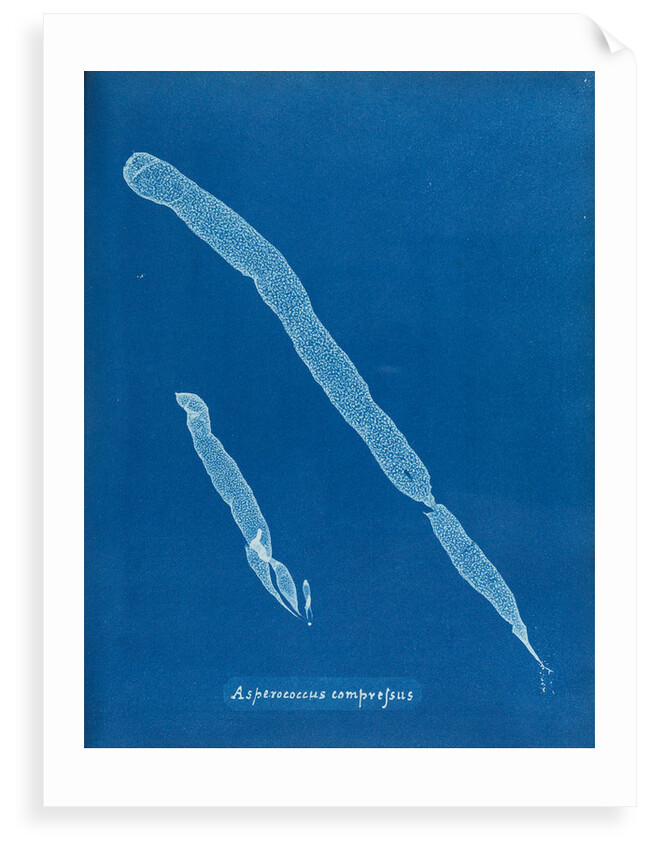Asperoccus compressus by Anna Atkins