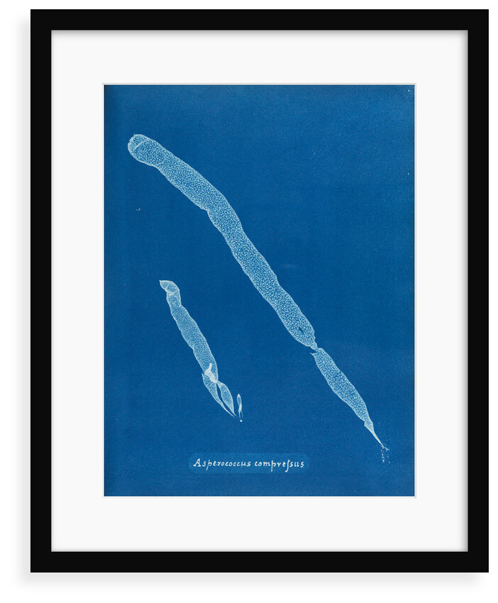 Asperoccus compressus by Anna Atkins