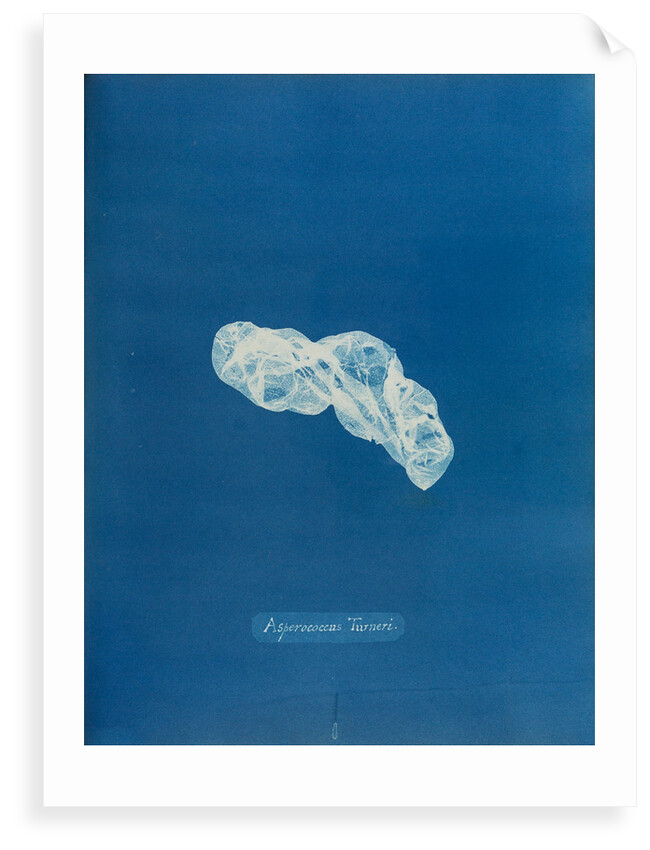 Asperococcus turneri by Anna Atkins