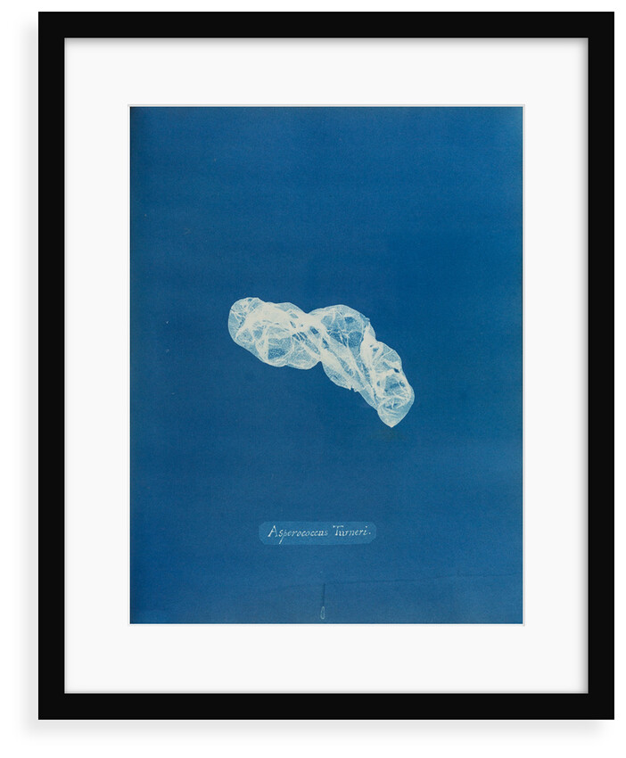 Asperococcus turneri by Anna Atkins