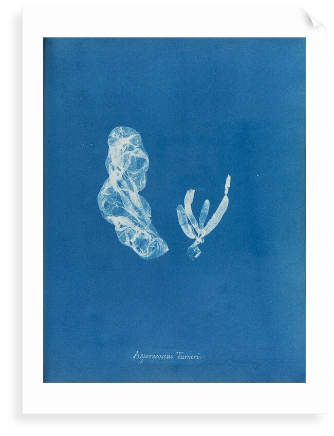 Asperococcus turneri by Anna Atkins