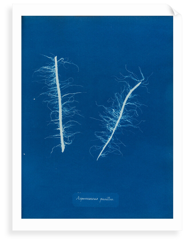 Litosiphon pusillus by Anna Atkins