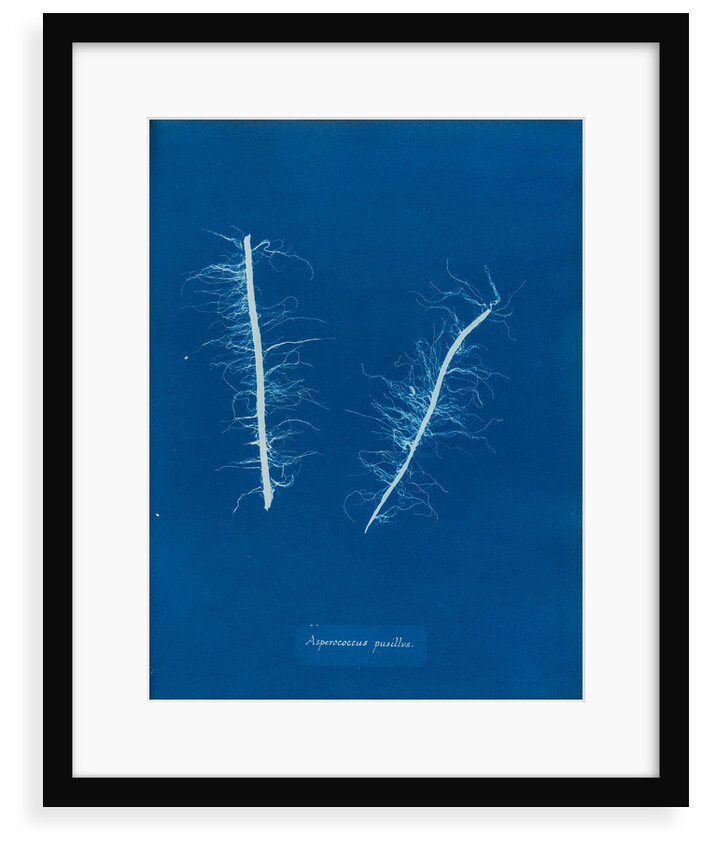 Litosiphon pusillus by Anna Atkins
