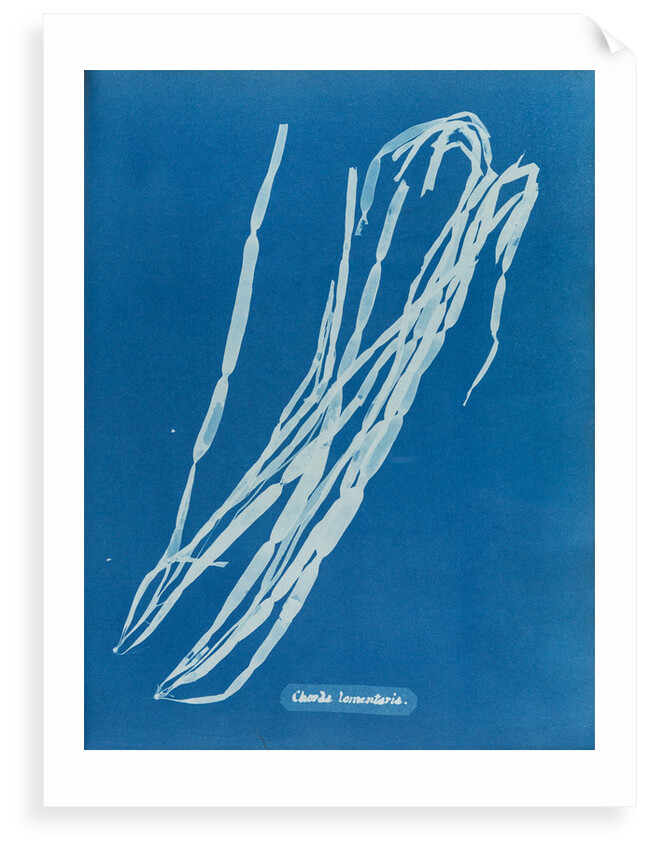 Leather tube by Anna Atkins