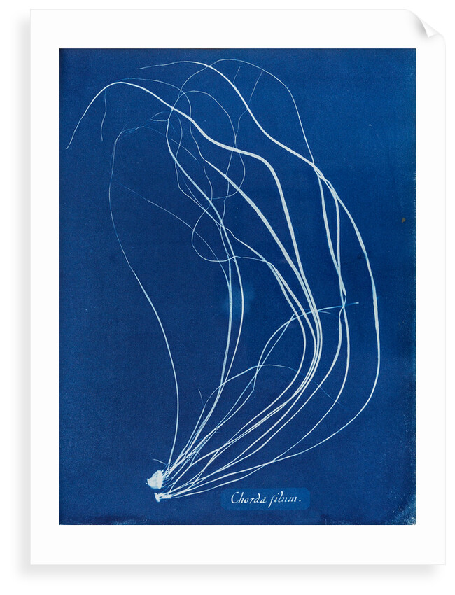 Sea lace by Anna Atkins