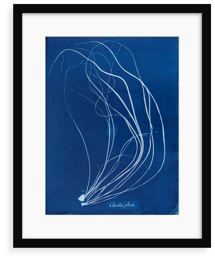 Sea lace by Anna Atkins