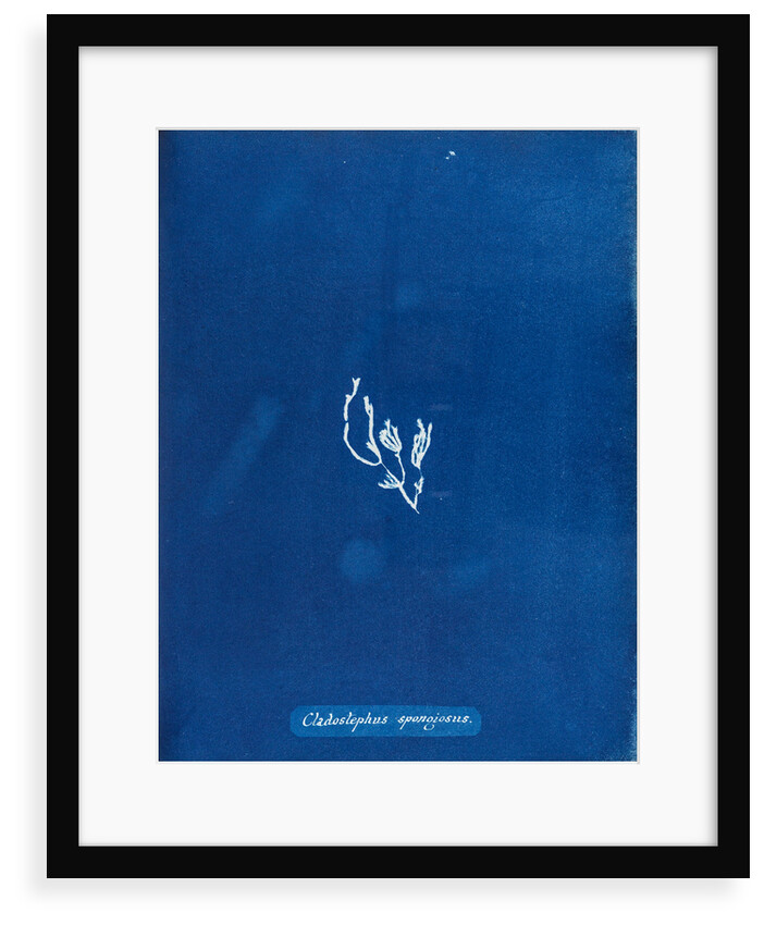 Cladostephus spongiosus by Anna Atkins
