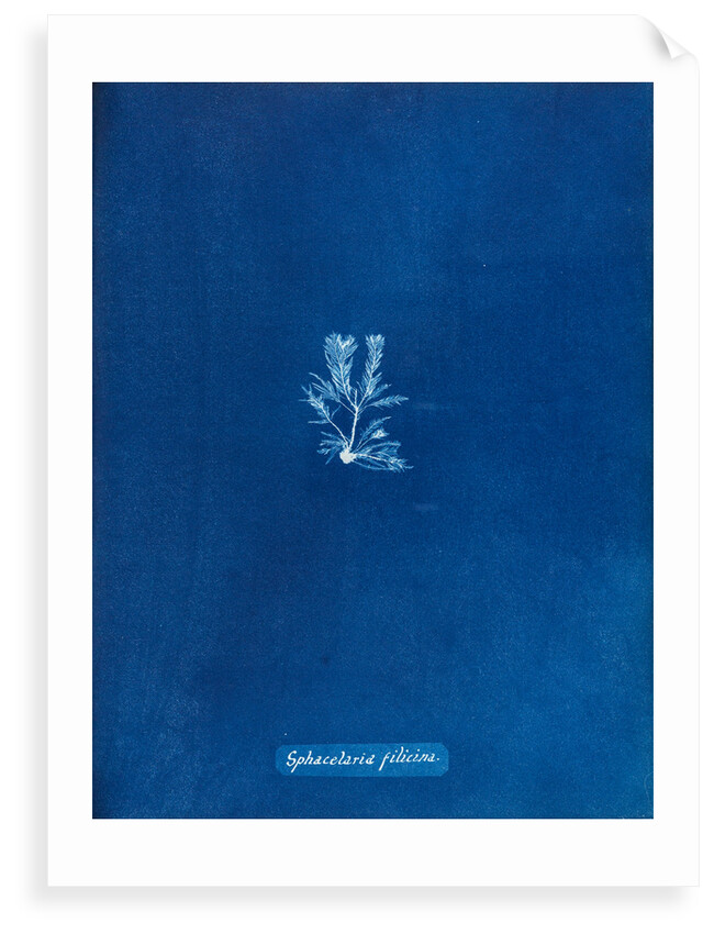 Sphacelaria filicina by Anna Atkins