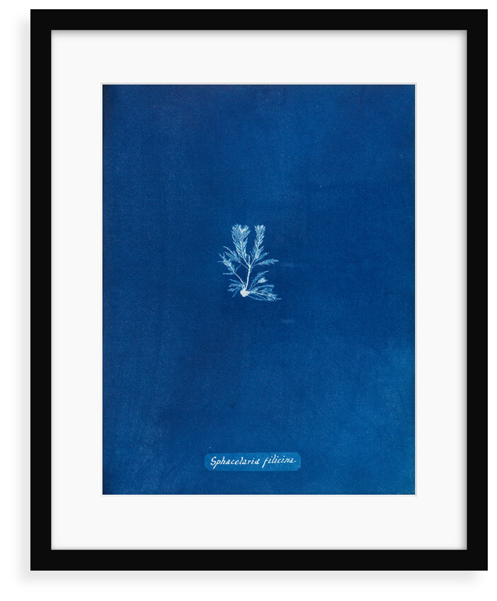 Sphacelaria filicina by Anna Atkins