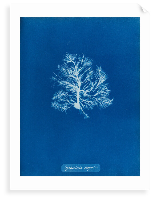 Sphacelaria scoparia by Anna Atkins