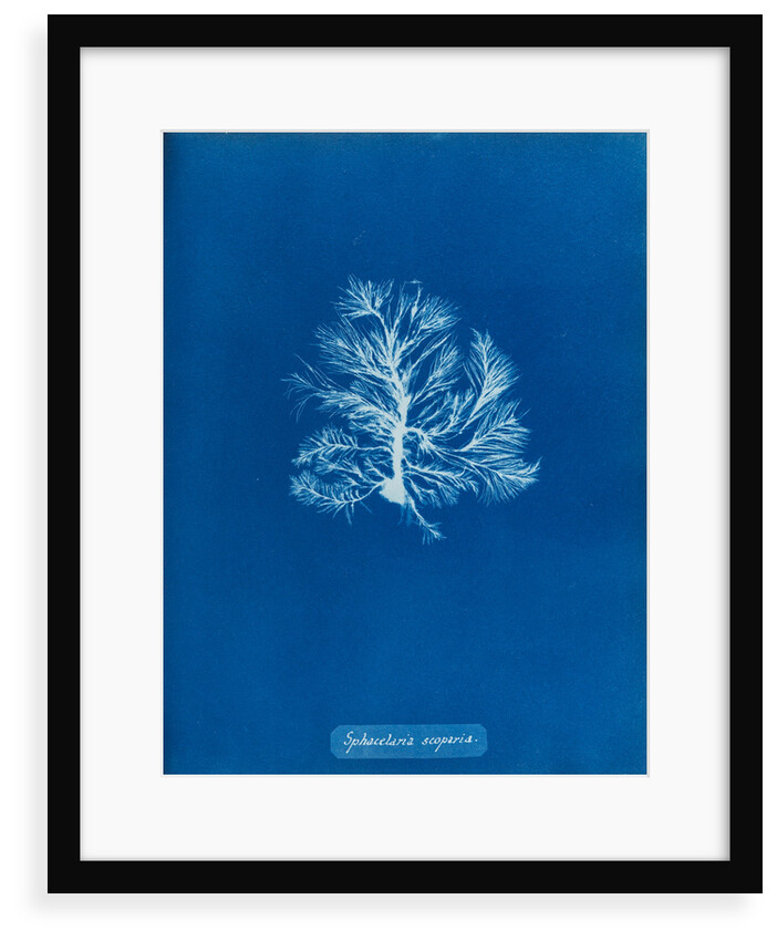 Sphacelaria scoparia by Anna Atkins
