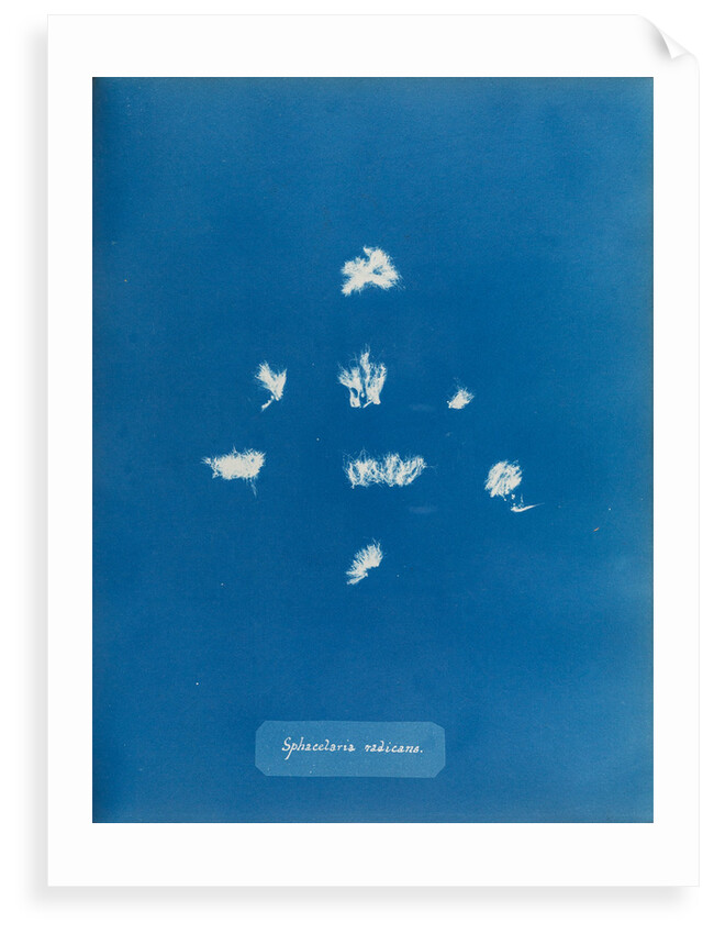 Sphacelaria radicans by Anna Atkins