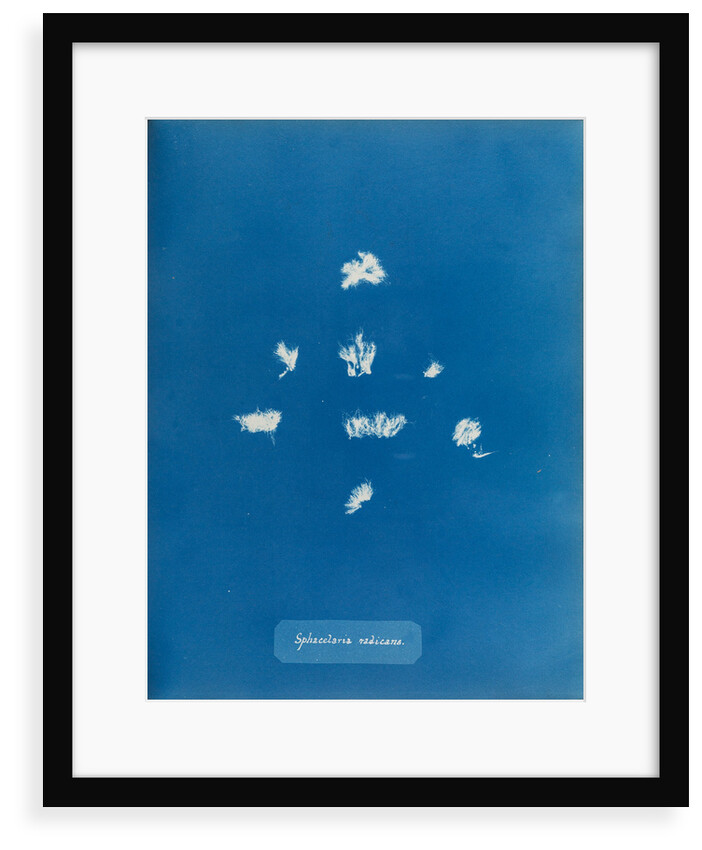 Sphacelaria radicans by Anna Atkins