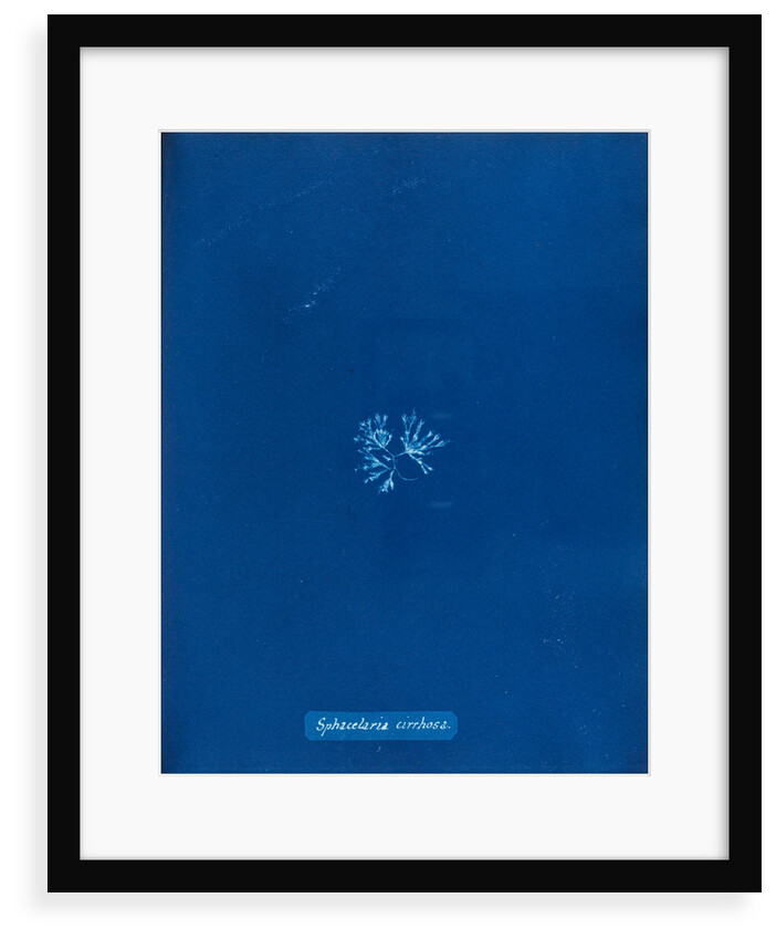 Sphaccelaria cirrhosa by Anna Atkins