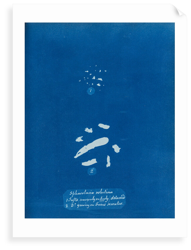 Sphacelaria velutina by Anna Atkins