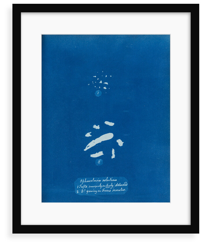 Sphacelaria velutina by Anna Atkins