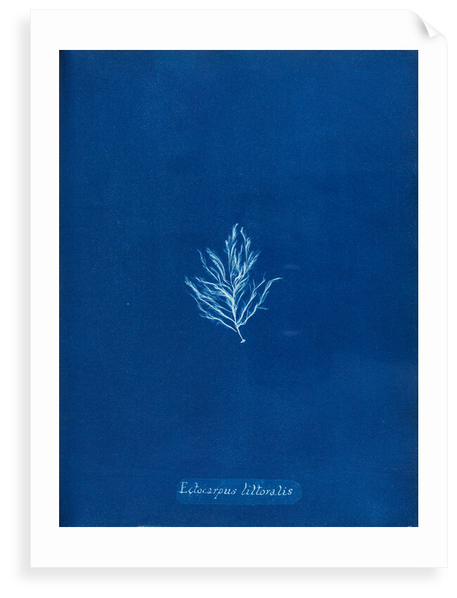 Ectocarpus littoralis by Anna Atkins