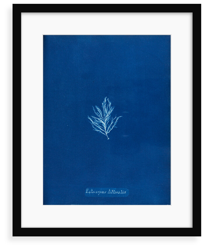 Ectocarpus littoralis by Anna Atkins