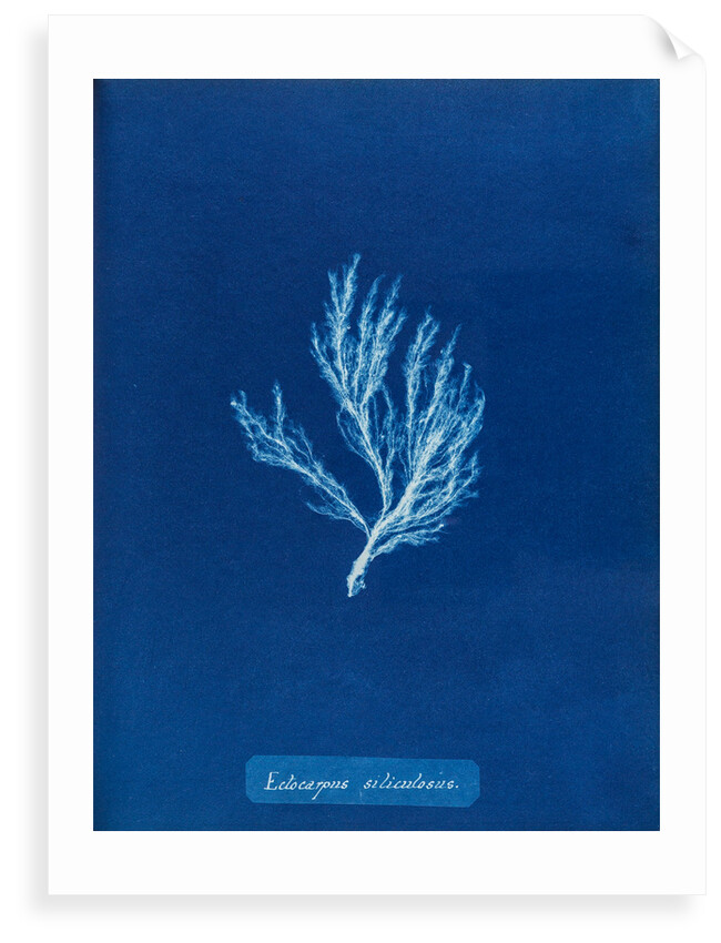 Ectocarpus siliculosus by Anna Atkins