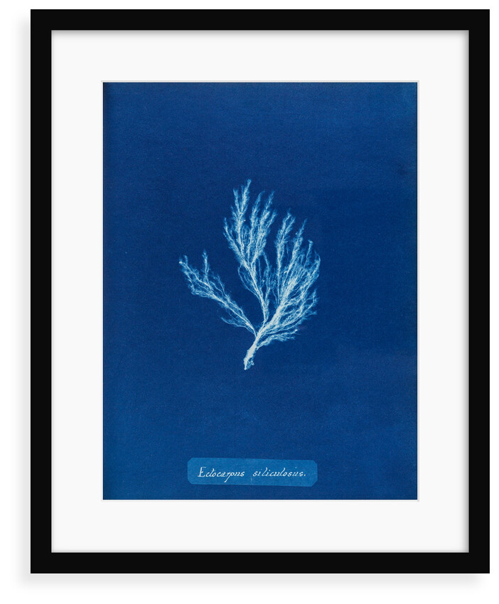 Ectocarpus siliculosus by Anna Atkins