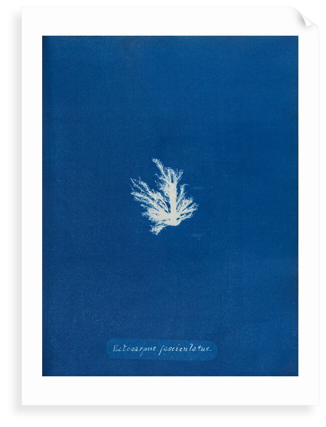 Ectocarpus fascieulatus by Anna Atkins