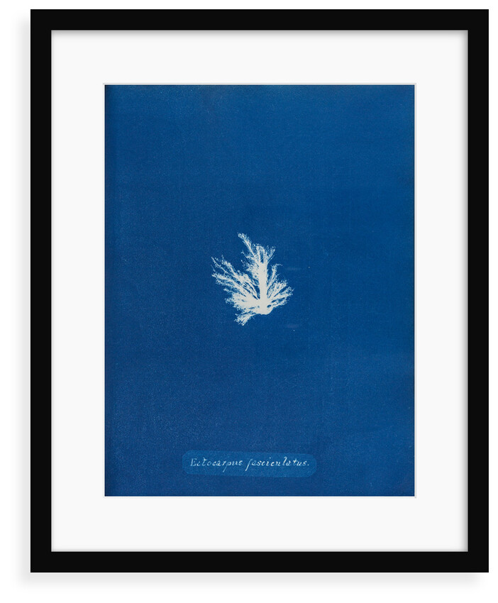 Ectocarpus fascieulatus by Anna Atkins