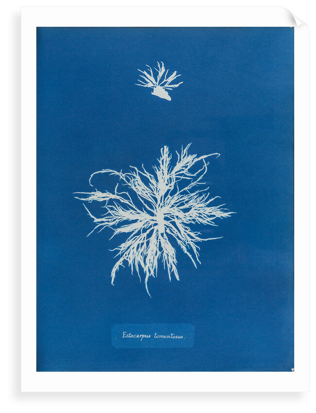 Ectocarpus teomentosus by Anna Atkins