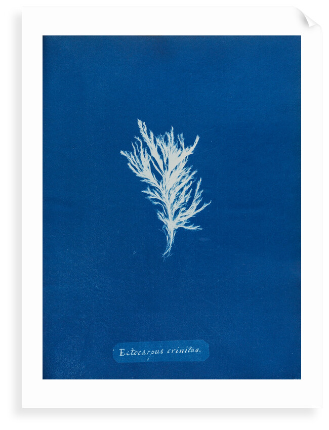 Ectocarpus crinitus by Anna Atkins