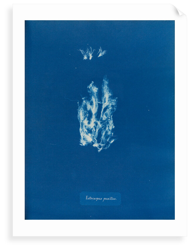 Ectocarpus pusillus by Anna Atkins