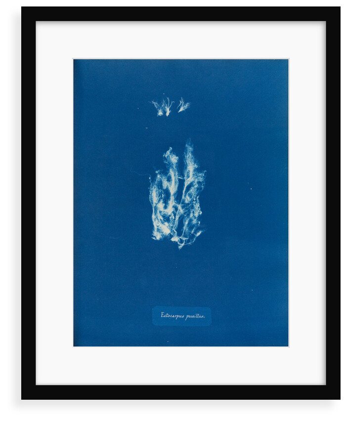 Ectocarpus pusillus by Anna Atkins