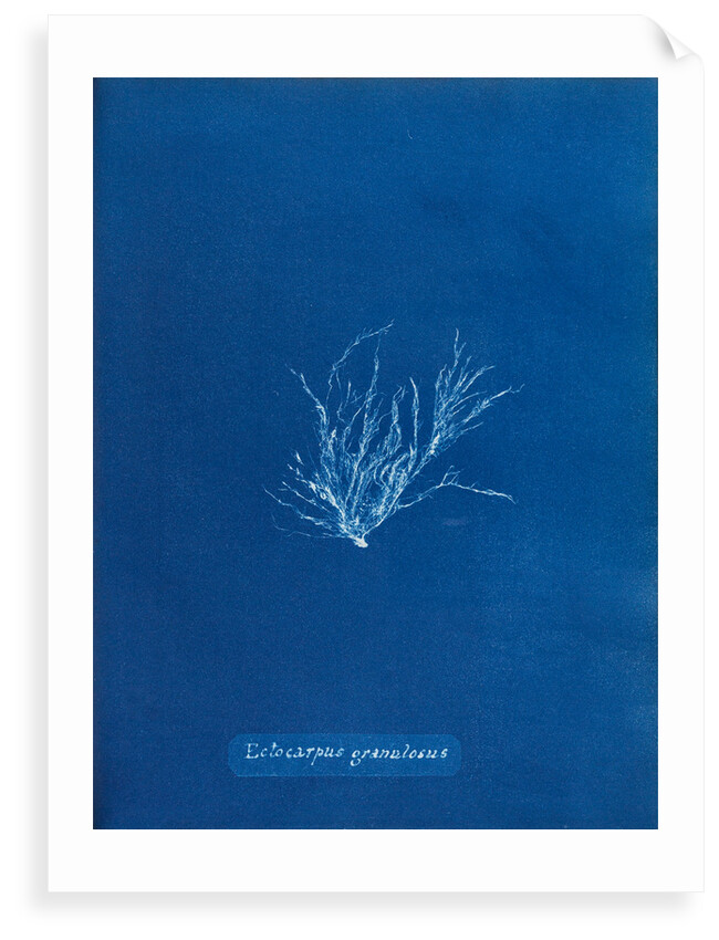 Ecrocarpus granulosus by Anna Atkins