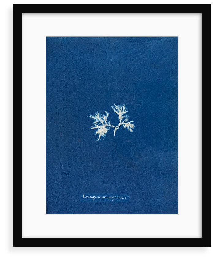 Ectocarpus spharophorus by Anna Atkins