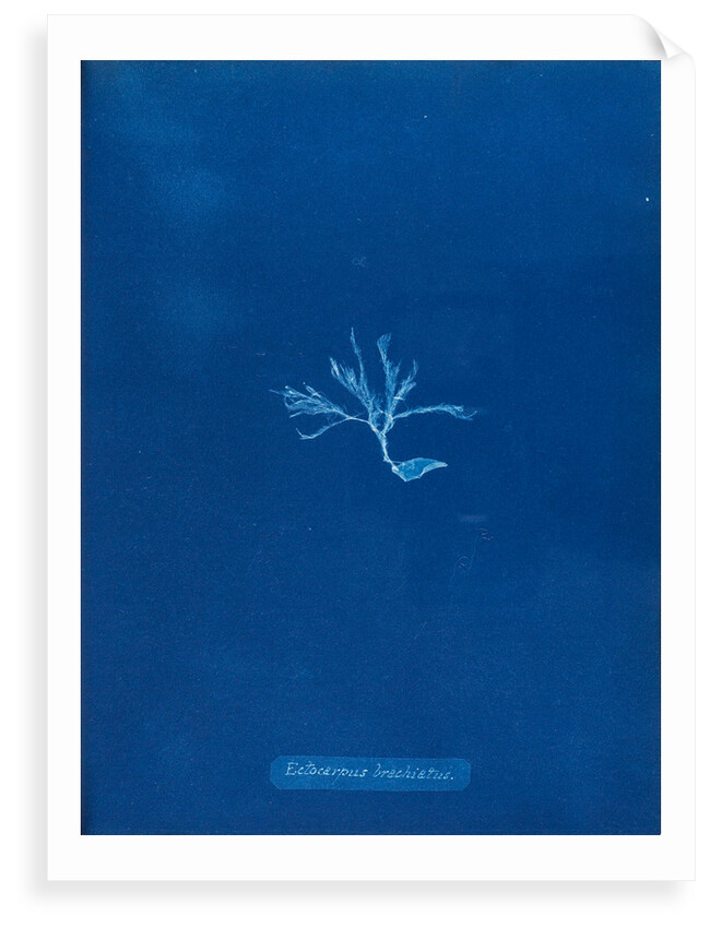 Ectocarpus brachiatus by Anna Atkins