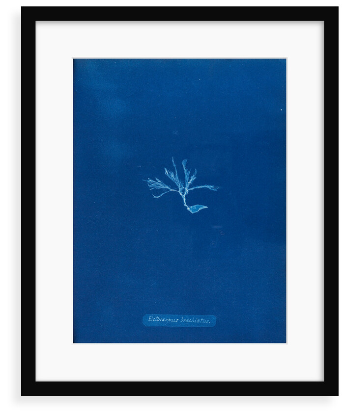 Ectocarpus brachiatus by Anna Atkins