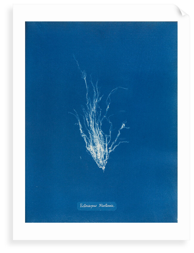 Ectocarpus mertensii by Anna Atkins