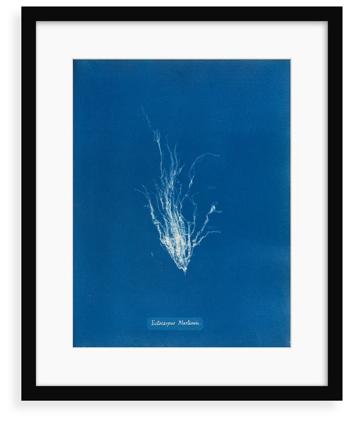 Ectocarpus mertensii by Anna Atkins