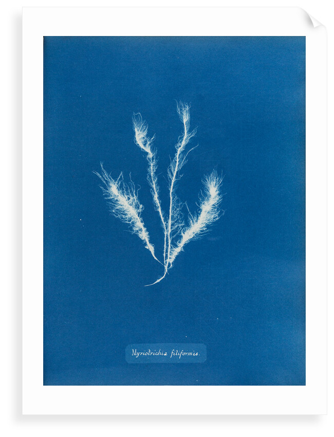 Myriotrichia filiformis by Anna Atkins